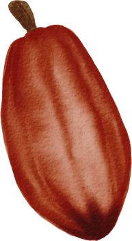 cutout cacao fruit simplicity watercolor painting. png