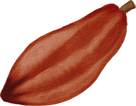 cutout cacao fruit simplicity watercolor painting. png