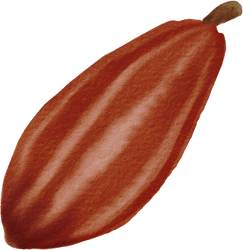 cutout cacao fruit simplicity watercolor painting. png