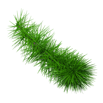 Pine branch icon png