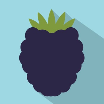 Blackberry flat icon vector