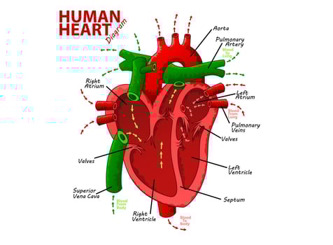 Human Heart Diagram Anatomy, Vector Illustration