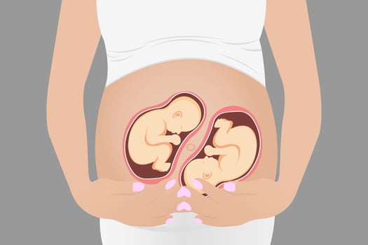 Pregnant woman with twins in the womb. Vector illustration