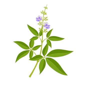 vector illustration, vitex negundo plant, herbal plant, isolated on a white background.
