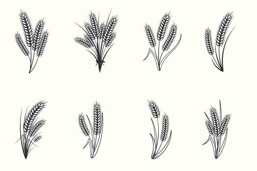 Set of hand drawn black and white silhouette of wheat ears cereals barley illustration in vintage and retro style on white background vector