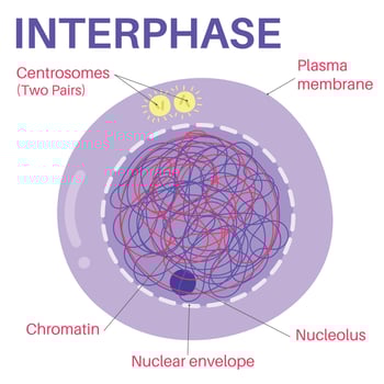 Interphase is the portion of the cell cycle. vector