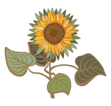 Vector floral illustration of sunflower with leaves isolated on white background. Vintage flower.