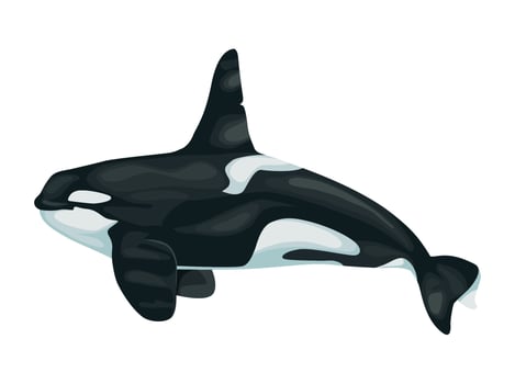 killer whale sealife vector