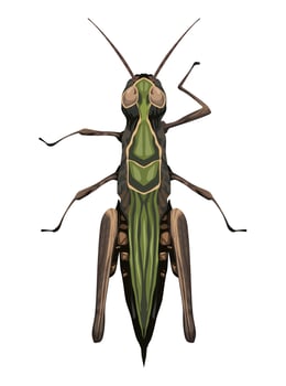 grasshopper garden insect vector