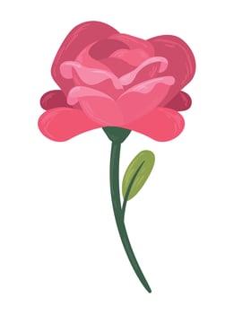 fucshia rose flower garden vector