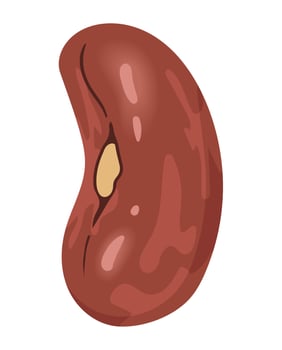 bean seed organic vector