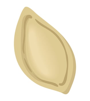 pumpkin seed organic product vector