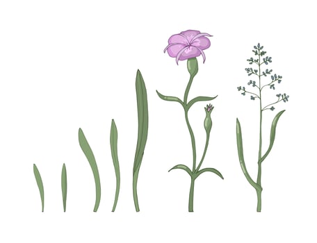 A set of wild flowers and herbs isolated on a white background. Hand-drawn vector illustration.