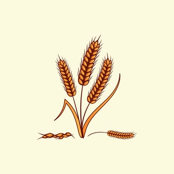 Hand drawn yellow golden colored of wheat ears cereals barley illustration in vintage and retro style on white background vector