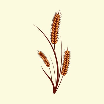 Hand drawn yellow golden colored of wheat ears cereals barley illustration in vintage and retro style on white background vector