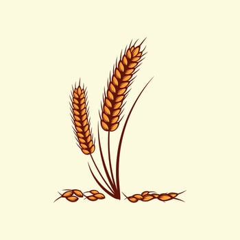 Hand drawn yellow golden colored of wheat ears cereals barley illustration in vintage and retro style on white background vector