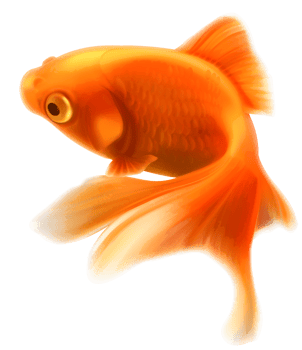 Gold Fish Transparent png