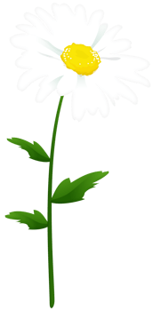 Chamomile Flower Transparent png