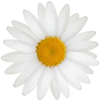 White Daisy Transparent png