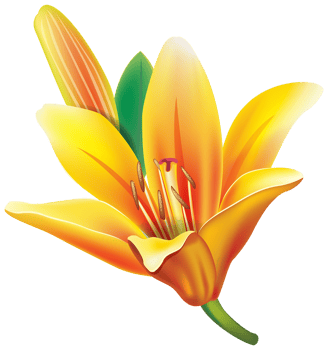 Yellow Lily Flower png