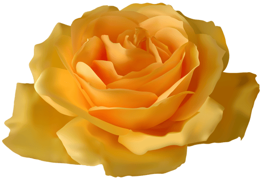 Yellow Rose Transparent png