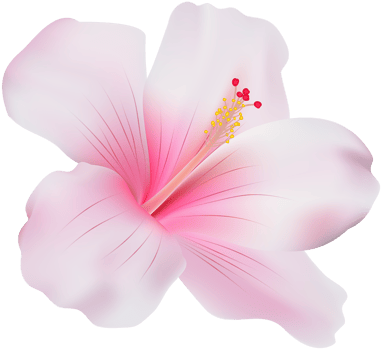Pink Hibiscus Transparent png