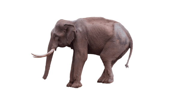 elephant isolated zoo png