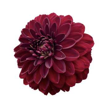 Dahlia Arabian Night png
