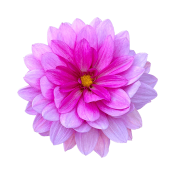 Dahlia pinnata flower png