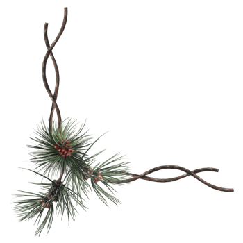 floristic composition of spruce branches png