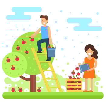 A happy family collects apple crops. vector