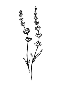 Lavender hand drawn outline vector drawing. Herbal botanical illustration.