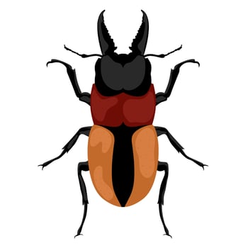 Vector illustration of a male pincer beetle or lucanus cervus on a white background. The claw beetle, the stag horn beetle, belongs to the family Lucanidae.