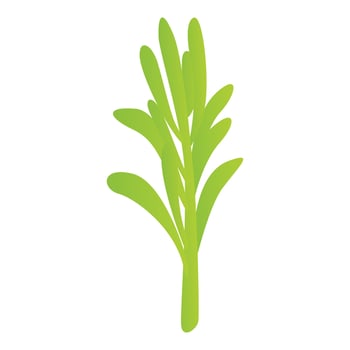 Rosemary branch icon, cartoon style vector