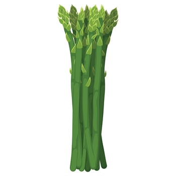 fresh asparagus in the kartun style. healthy food. vector