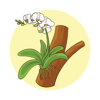 hand drawn orchid plant vector