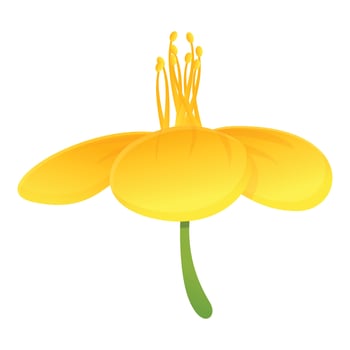Celandine nature flower icon, cartoon style vector