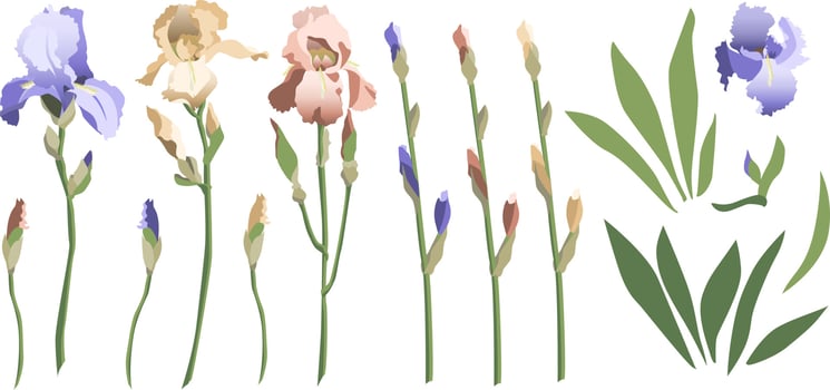 Set of floral design elements, iris flowers and buds, leaves and stems. Isolated on white background vector
