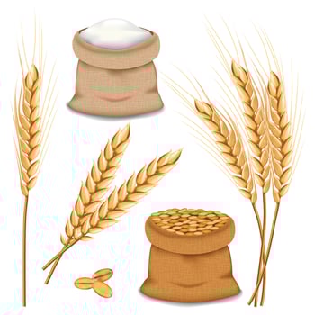 Barley spikelets mockup set, realistic style vector