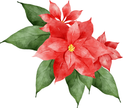 Poinsettia Christmas Flowers Watercolor png