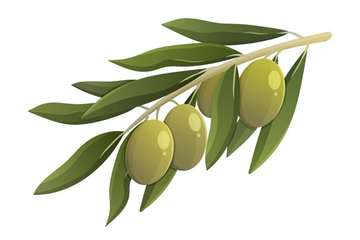 Olive branch with green leaves. Cartoon vector isolated illustration