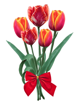 bouquet of red tulips, flowers drawn illustration png
