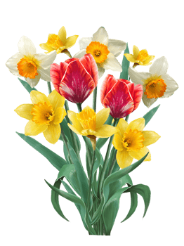 spring flowers tulips and daffodils in a bouquet drawing png