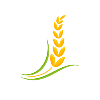 Ears of wheat. Whole grains for making bread. png