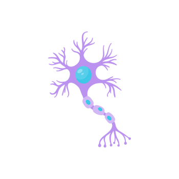 human sensory neuron model for biology studies png
