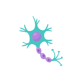 human sensory neuron model for biology studies png