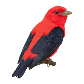 Scarlet Tanager png