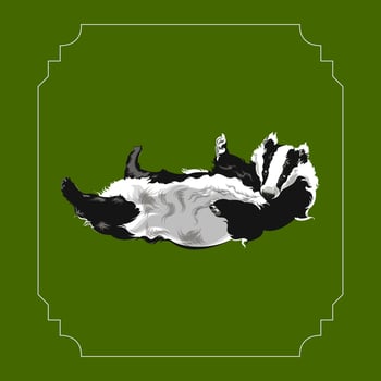 Badger Vector Illustration
