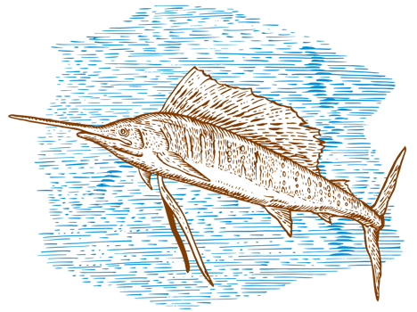Sailfish Fish Jumping Sketch png