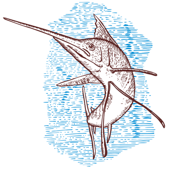 Sailfish Fish Jumping Sketch png